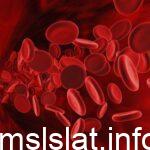 اين ينتج خلايا الدم الحمراء