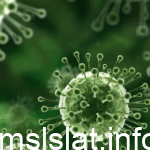 ما حقيقة فيروس نيباه الوباء القاتل المقبل المحتمل في العالم