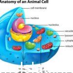 رتب أجزاء الخلية الحيوانية كما هو مطلوب في الشكل أدناه