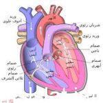 عدد حجرات القلب في البرمائيات