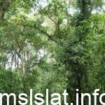 قارن بين السافانا الاستوائية الغابات الاستوائية الموسمية