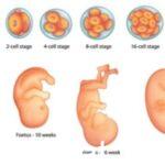 رتب مراحل النمو الآتية للحالة الجنينية وللجنين ترتيبًا صحيحًا