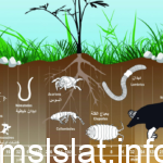 كيف تؤثر التربة في المخلوقات الحية