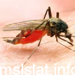 يسبب الملاريا للإنسان وينتقل بواسطة أنثى بعوضة الإنفلس ؟