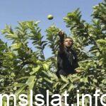 الاتحاد الأوروبي يوافق على عدم فرض فحوصات إضافية على الجوافة المصرية