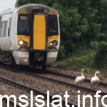 بالفيديو.. “أسرة الأوز” توقف قطار ركاب في بريطانيا